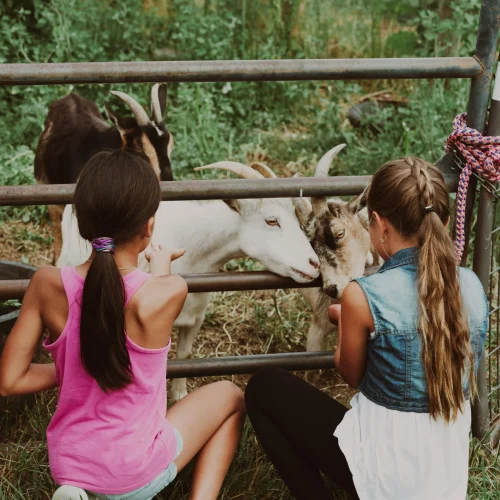 Memberi Makan Ternak